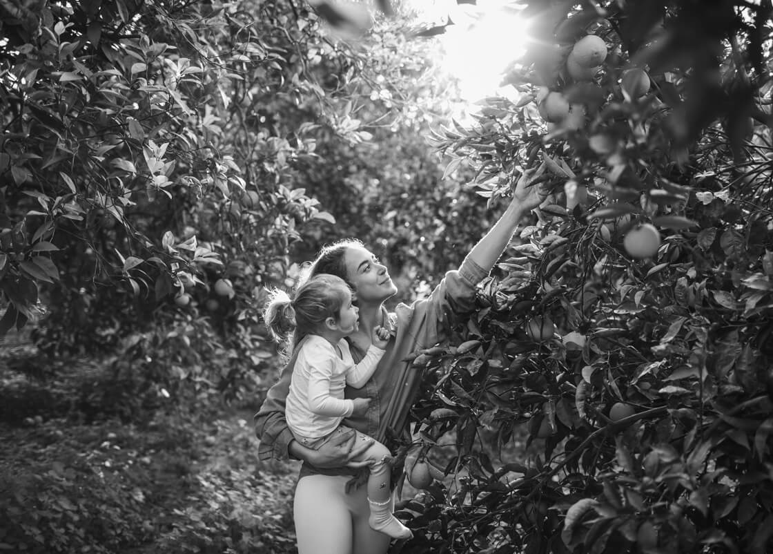 Woman and baby farmers picks fresh oranges from a green tree in sunny day. Oranges growing on tree orchard, Mugla, Turkey. Orange plantation. Organic harvesting. Natural vitamins. 1435694996